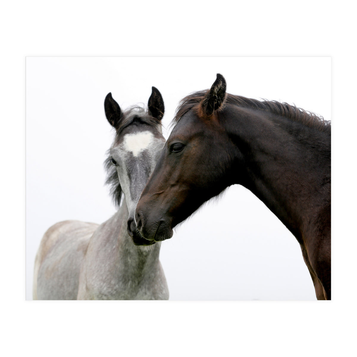 Two Horses (Print Only)