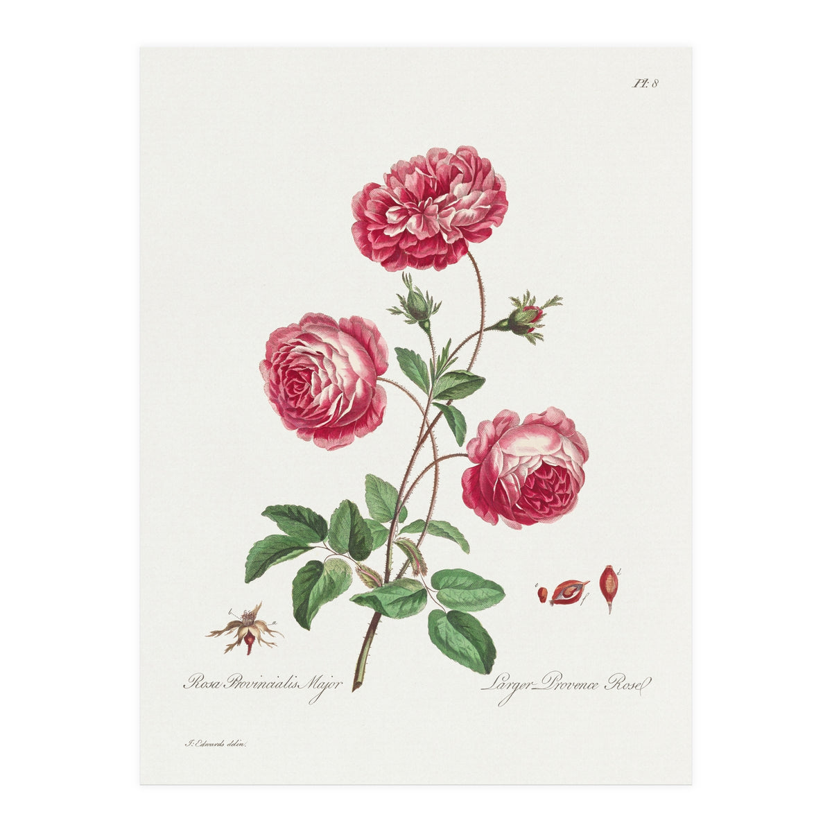 John Edwards – Larger Provence Rose (1770–1775) (Print Only)