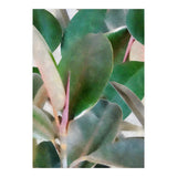 Preconceived Purity (Print Only) thumbnail