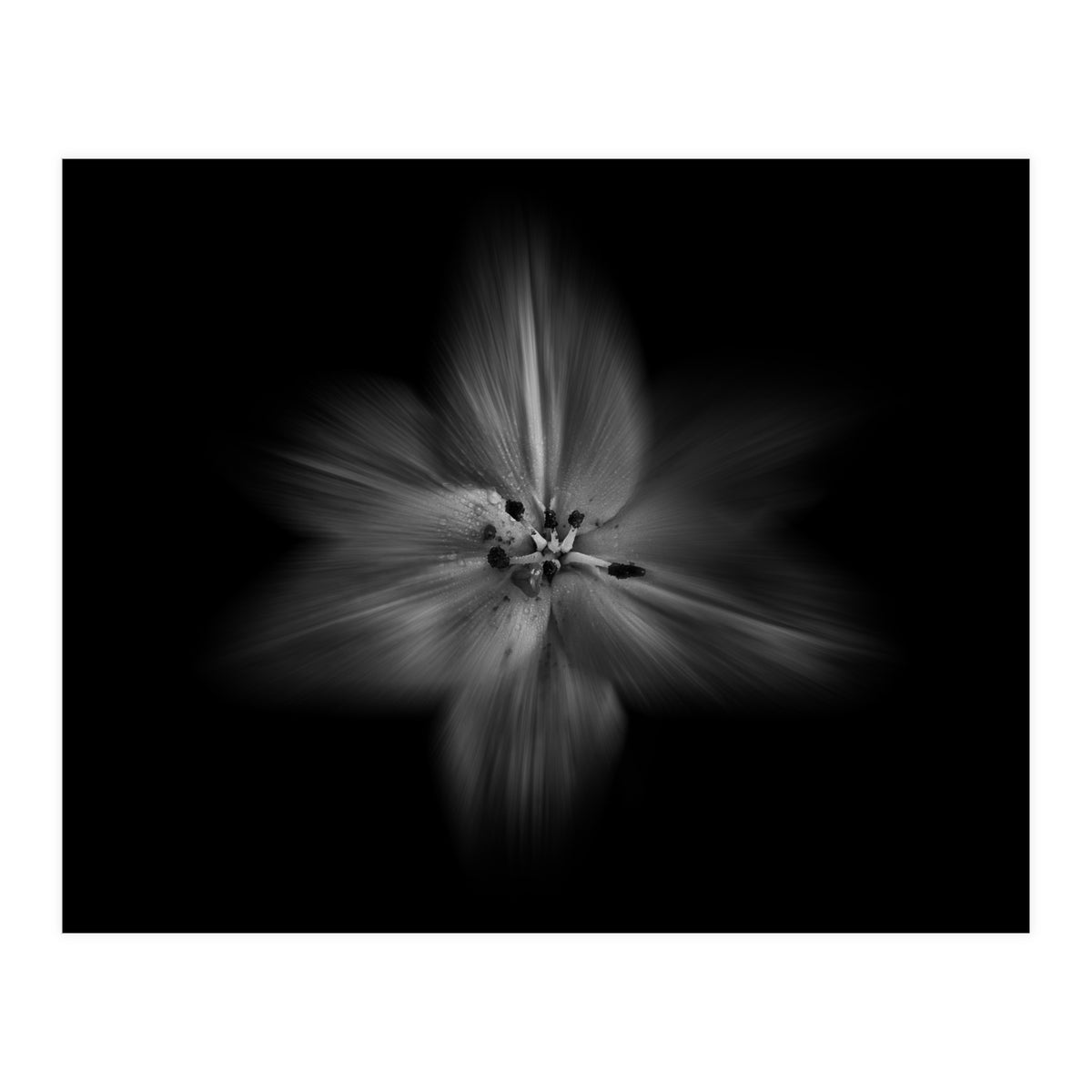 Backyard Flowers In Black And White No 28 Flow Version (Print Only)