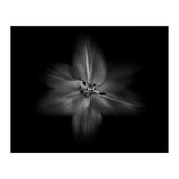 Backyard Flowers In Black And White No 28 Flow Version (Print Only)