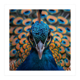Close Up Peacock Head And Eye With Feathers (Print Only) thumbnail