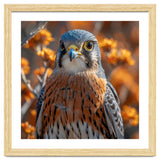 Close Up Of A Kestrel Bird Of Prey thumbnail