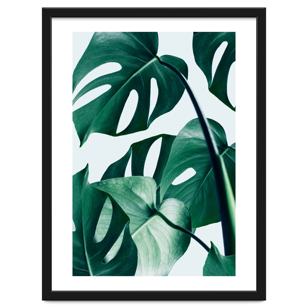 Monstera Tropical Photography Digital Art, Minimal Nature Jungle Botanical Leaves