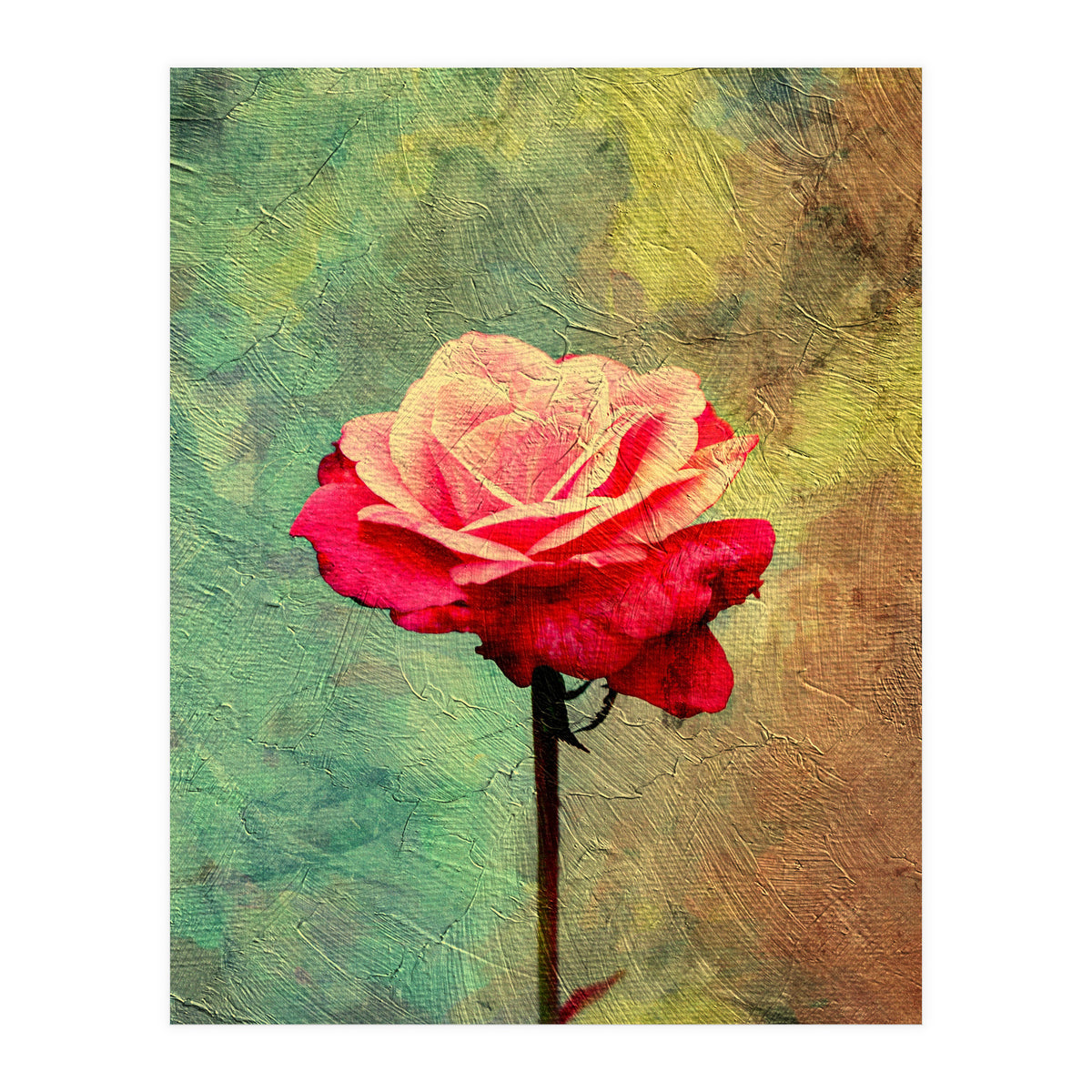A Vibrant Red Rose  (Print Only)