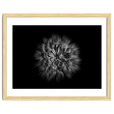 Backyard Flowers In Black And White No 48 Flow Version thumbnail