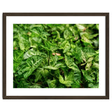 Green Arrow Head Plant Leaves thumbnail