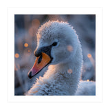 Close Up Frosty Swan Head During Golden Hour (Print Only) thumbnail