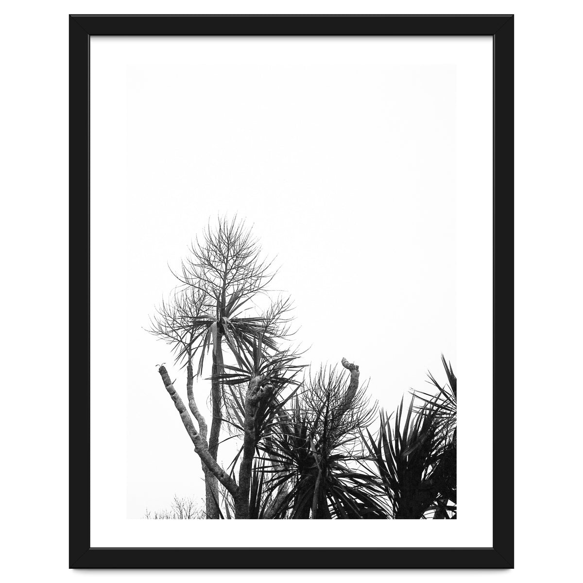 Miminalist Palm