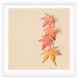 Maple In Pastel thumbnail
