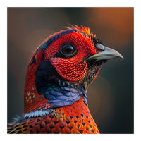 Close Up Pheasant Bird  (Print Only)