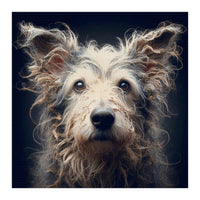 Old Dog 07 (Print Only)