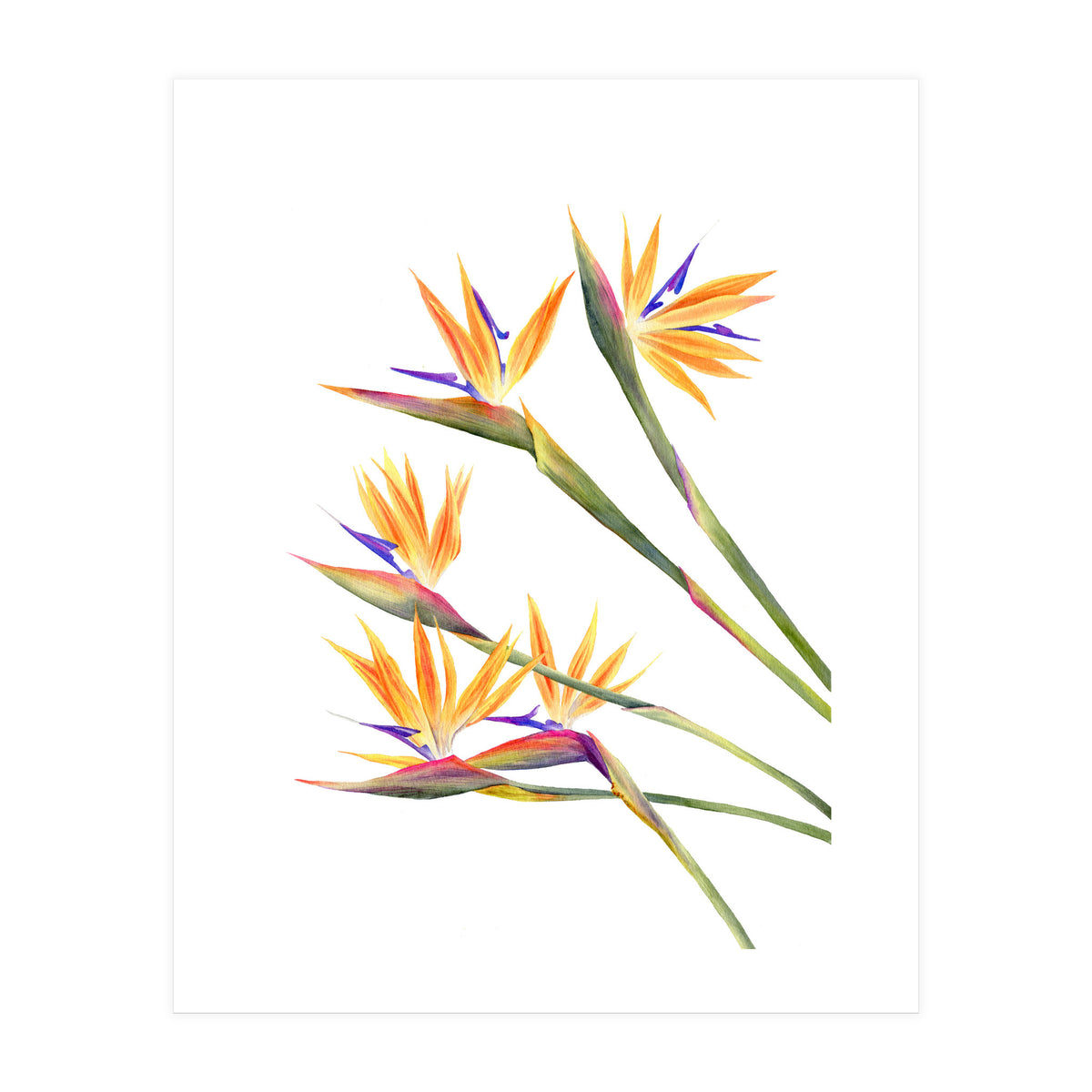 Strelitzien (Print Only)