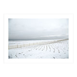 Winter grass in snow beach (Print Only) thumbnail
