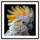 Close Up Of A Cockatoo With Yellow Crest thumbnail