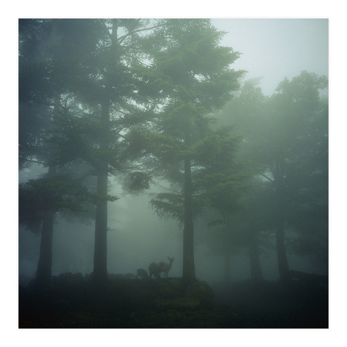 Silence of breath - 10 (Print Only)