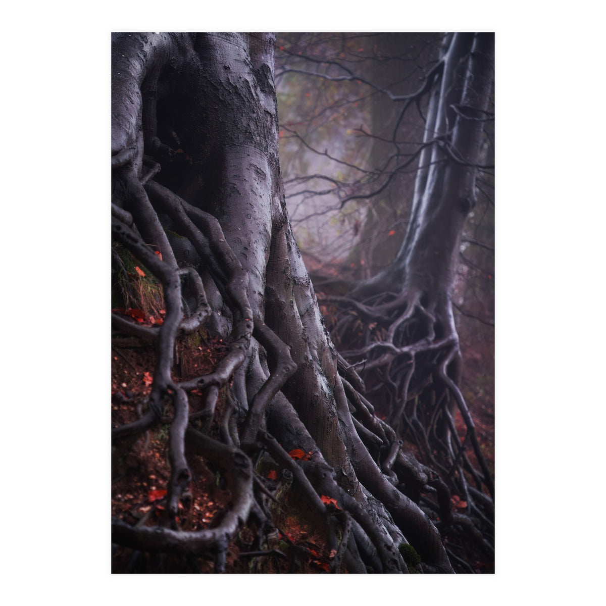 Tree roots (Print Only)