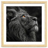 Majestic Lion Face Closeup Golden Eyes Black thumbnail