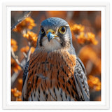 Close Up Of A Kestrel Bird Of Prey thumbnail