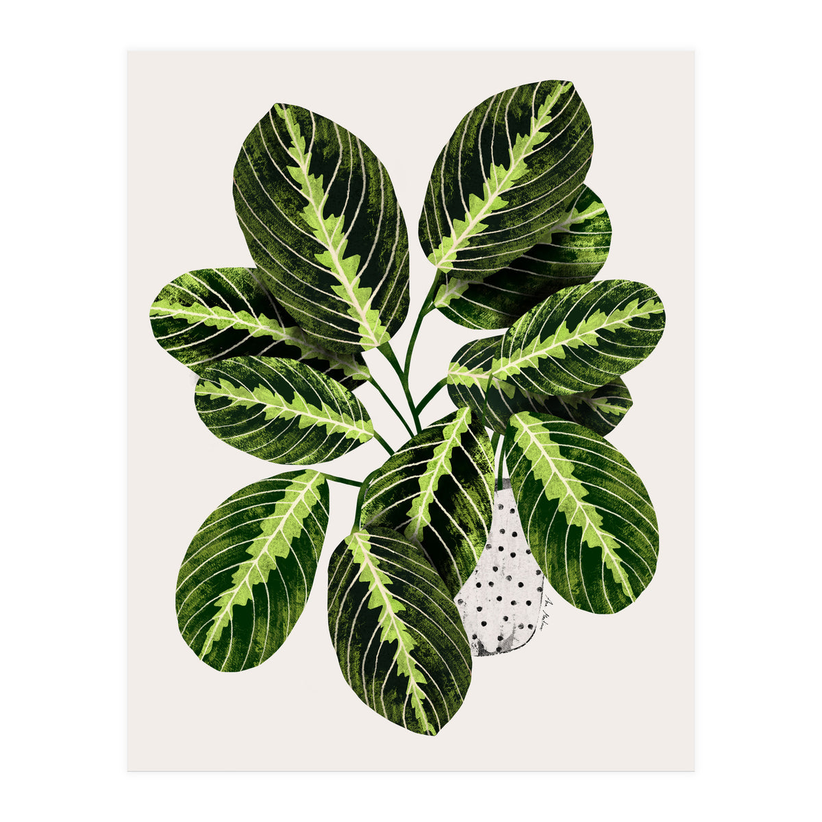 Maranta Plant (Print Only)
