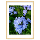 Blue Plambago Flowers thumbnail
