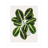 Maranta Plant (Print Only) thumbnail