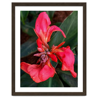 Red Indian Shot Flower