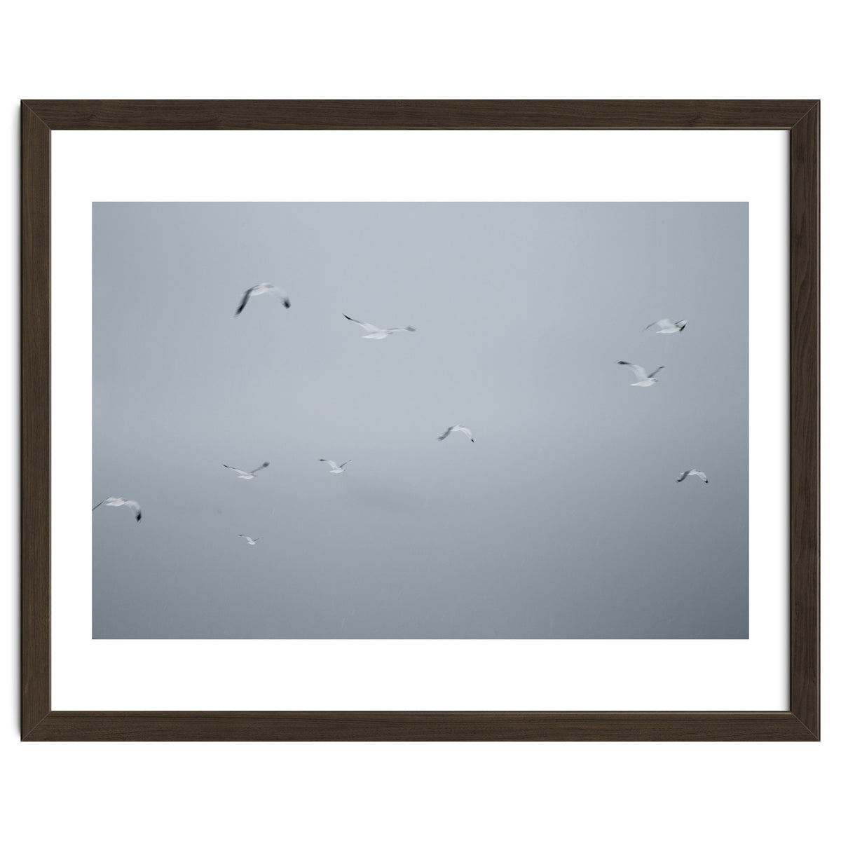 Flying seagulls in the winter sky