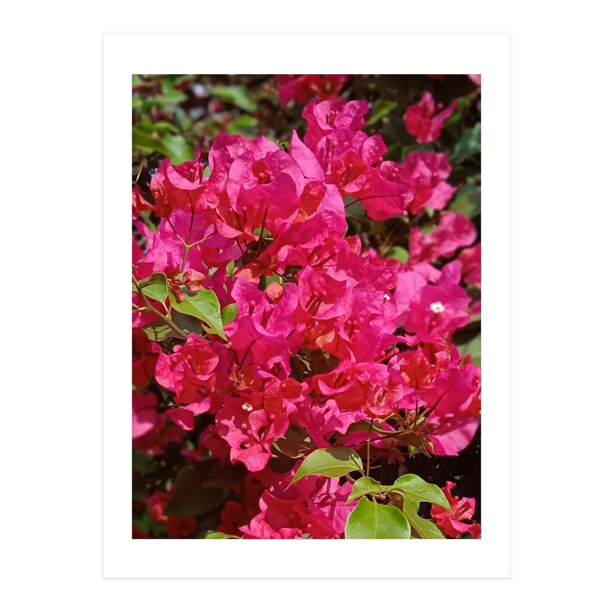 Pink Bougainvillea Flowers (Print Only)