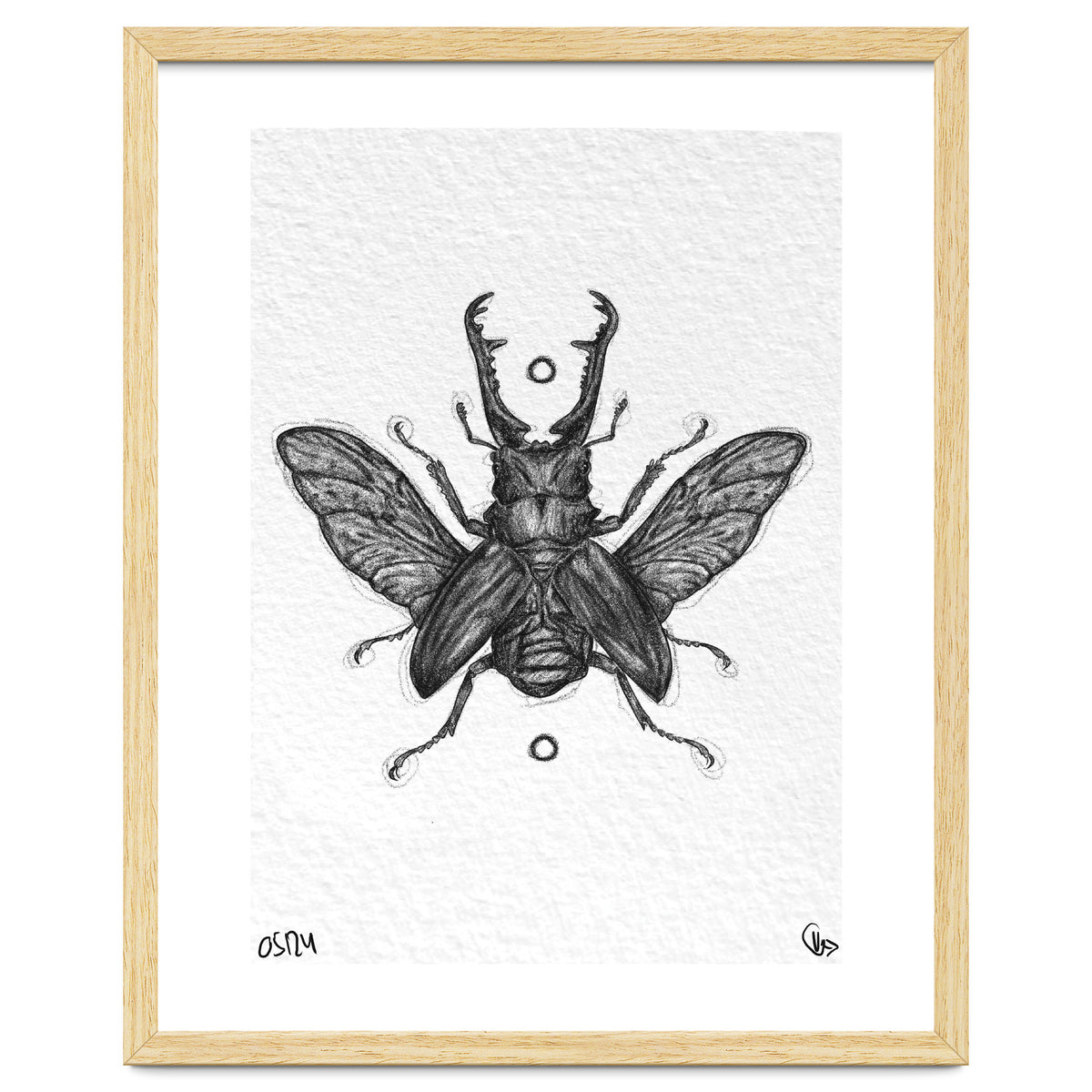 Giraffen Hirschkäfer