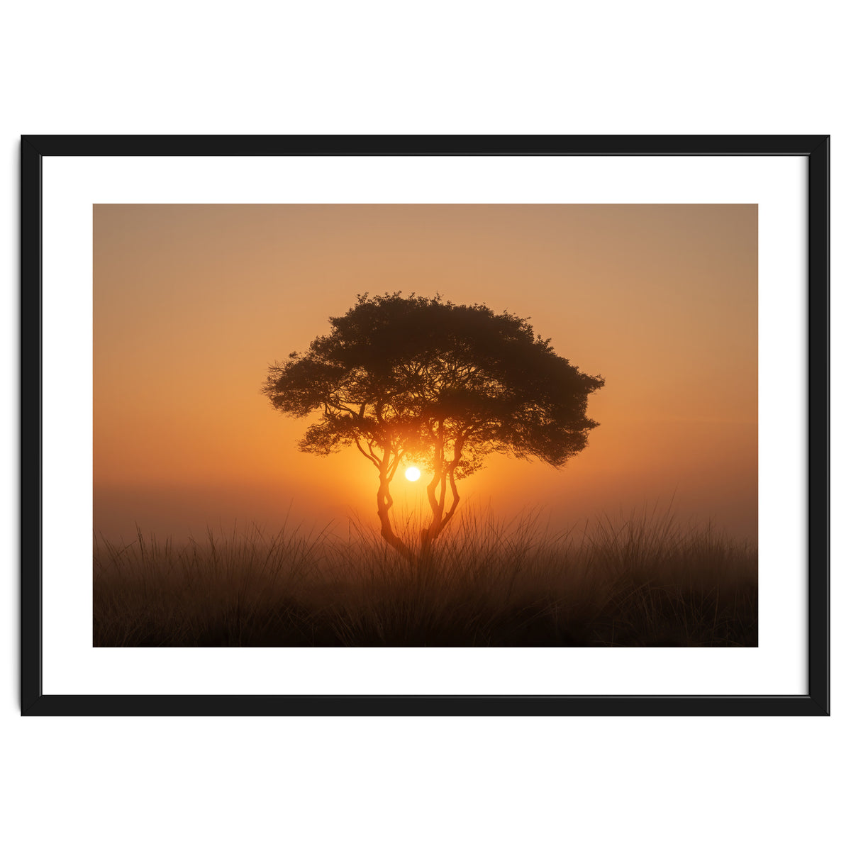Tree at sunrise