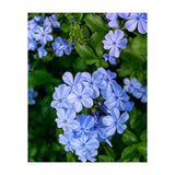 Blue Plambago Flowers (Print Only) thumbnail