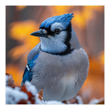 Blue Jay Bird In Winter Snowfall And Leaves (Print Only) thumbnail