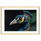 Close-up of a Peacock’s Head thumbnail