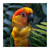 Close Up Of A Colorful Sun Conure Parrot (Print Only) thumbnail