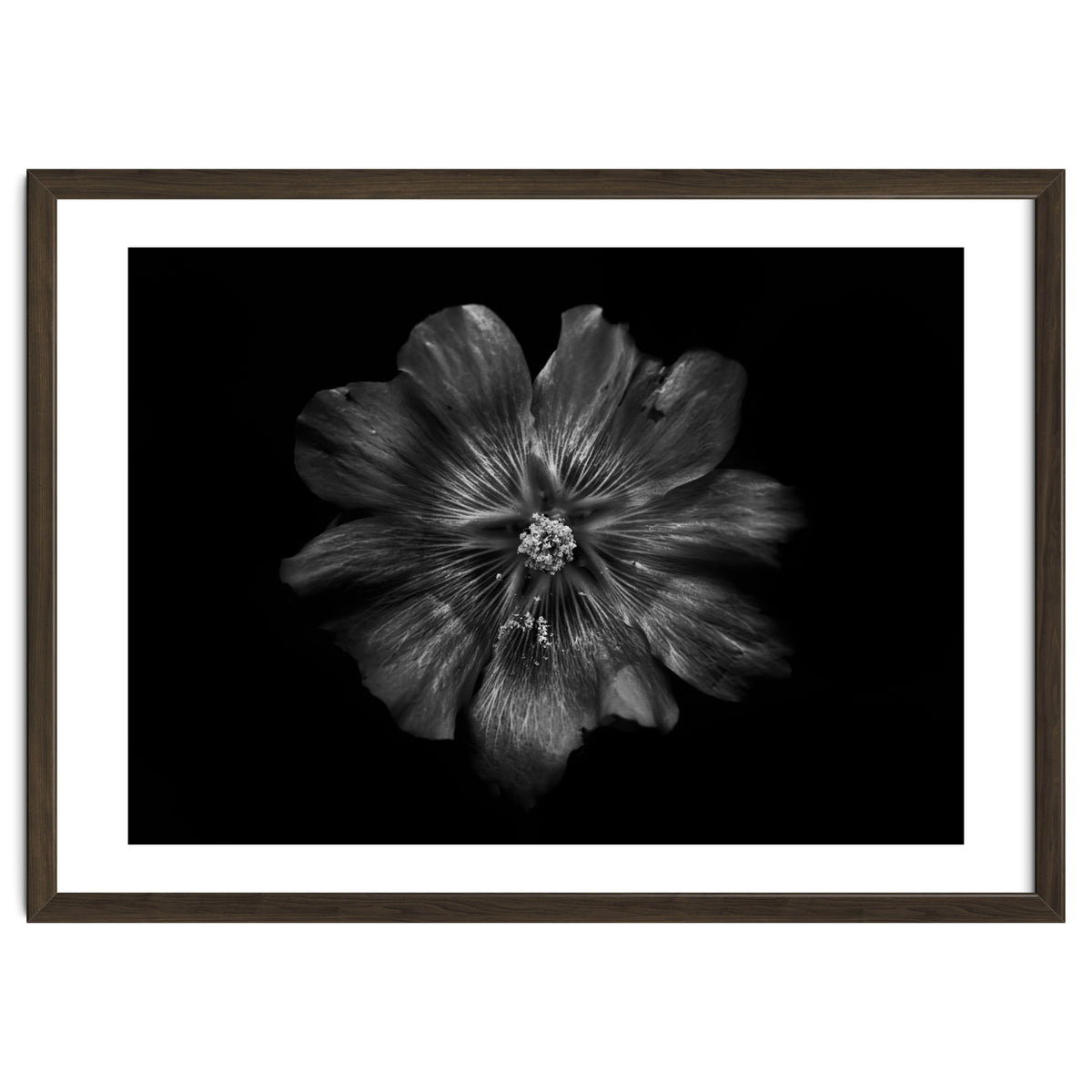 Backyard Flowers In Black And White 22
