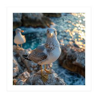 Seagull Standing On Rocks Near Water (Print Only)