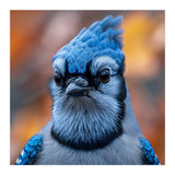 Close Up Blue Jay Bird With Detailed Feathers (Print Only) thumbnail