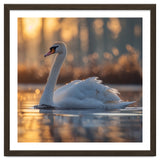 Majestic Swan Gliding On Water At Sunset thumbnail