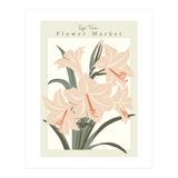 Flower Market Cap Town Amaryllis (Print Only) thumbnail