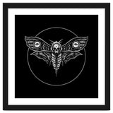 Deaths Head Moth thumbnail