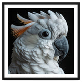 White Cockatoo Parrot With Orange Crest thumbnail