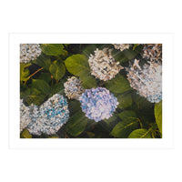 Hydrangeas | Landscape (Print Only)