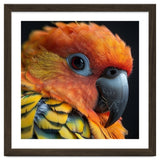 Close Up Of A Sun Conure Parrot's Head thumbnail