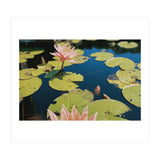 Lotus Pond | Landscape (Print Only) thumbnail