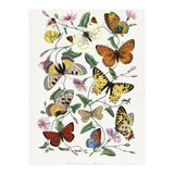 Paul Gervais – Butterfly and Moth Natural History Illustration (1842) (Print Only) thumbnail