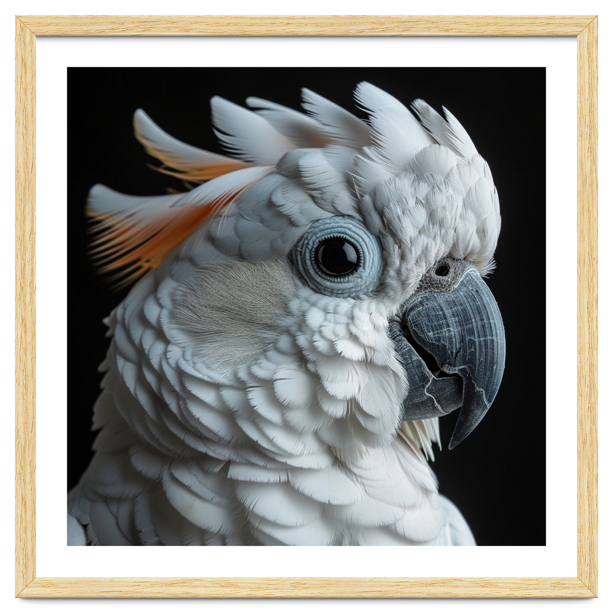 White Cockatoo Parrot With Orange Crest