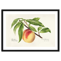 Royal Charles Steadman – Peach Twig (Prunus persica) (1918)