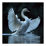 Majestic White Swan Spreading Wings On Water (Print Only) thumbnail