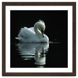 White Swan Gracefully Swimming In Dark Water thumbnail